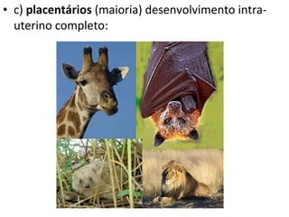 c)  placentários  (maioria) desenvolvimento intra-uterino completo:  