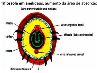 Tiflossole em anelídeos : aumento da área de absorção:  