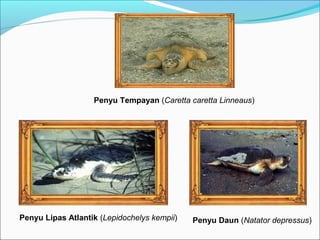 Penyu Tempayan (Caretta caretta Linneaus) 
Penyu Lipas Atlantik (Lepidochelys kempii) Penyu Daun (Natator depressus) 
 