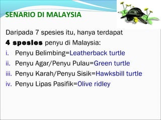 SENARIO DI MALAYSIA 
Daripada 7 spesies itu, hanya terdapat 
4 spesies penyu di Malaysia: 
i. Penyu Belimbing=Leatherback turtle 
ii. Penyu Agar/Penyu Pulau=Green turtle 
iii. Penyu Karah/Penyu Sisik=Hawksbill turtle 
iv. Penyu Lipas Pasifik=Olive ridley 
 