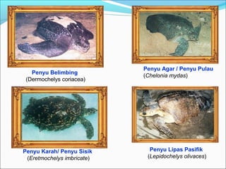 Penyu Belimbing 
(Dermochelys coriacea) 
Penyu Agar / Penyu Pulau 
(Chelonia mydas) 
Penyu Lipas Pasifik 
(Lepidochelys olivaces) 
Penyu Karah/ Penyu Sisik 
(Eretmochelys imbricate) 
 