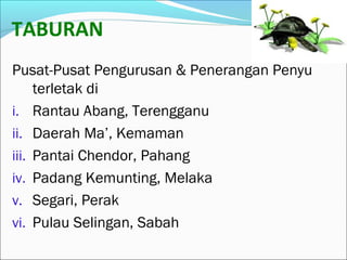 TABURAN 
Pusat-Pusat Pengurusan & Penerangan Penyu 
terletak di 
i. Rantau Abang, Terengganu 
ii. Daerah Ma’, Kemaman 
iii. Pantai Chendor, Pahang 
iv. Padang Kemunting, Melaka 
v. Segari, Perak 
vi. Pulau Selingan, Sabah 
 