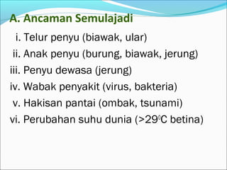 A. Ancaman Semulajadi 
i. Telur penyu (biawak, ular) 
ii. Anak penyu (burung, biawak, jerung) 
iii. Penyu dewasa (jerung) 
iv. Wabak penyakit (virus, bakteria) 
v. Hakisan pantai (ombak, tsunami) 
vi. Perubahan suhu dunia (>290C betina) 
 
