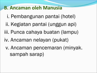 B. Ancaman oleh Manusia 
i. Pembangunan pantai (hotel) 
ii. Kegiatan pantai (unggun api) 
iii. Punca cahaya buatan (lampu) 
iv. Ancaman nelayan (pukat) 
v. Ancaman pencemaran (minyak. 
sampah sarap) 
 