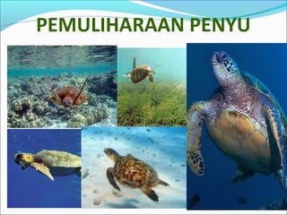 PEMULIHARAAN PENYU 
 