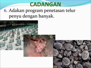 CADANGAN 
6. Adakan program penetasan telur 
penyu dengan banyak. 
 