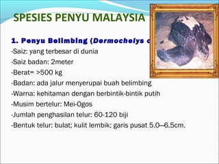 SPESIES PENYU MALAYSIA 
1. Penyu Belimbing (Dermochelys coriacea) 
-Saiz: yang terbesar di dunia 
-Saiz badan: 2meter 
-Berat= >500 kg 
-Badan: ada jalur menyerupai buah belimbing 
-Warna: kehitaman dengan berbintik-bintik putih 
-Musim bertelur: Mei-Ogos 
-Jumlah penghasilan telur: 60-120 biji 
-Bentuk telur: bulat; kulit lembik; garis pusat 5.0─6.5cm. 
 