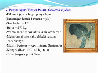 2. Penyu Agar / Penyu Pulau (Chelonia mydas) 
-Dikenali juga sebagai penyu hijau 
(kandungan lemak bewarna hijau). 
-Saiz badan = 1.2 m 
-Berat = 270 kg 
-Warna badan = coklat tua atau kehitaman 
-Mempunyai satu kuku di kaki renang 
hadapannya. 
-Musim bertelur = April hingga September 
-Menghasilkan 100-140 biji telur 
-Telur bergaris pusat 5 cm 
 
