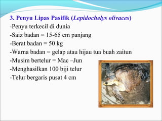3. Penyu Lipas Pasifik (Lepidochelys olivaces) 
-Penyu terkecil di dunia 
-Saiz badan = 15-65 cm panjang 
-Berat badan = 50 kg 
-Warna badan = gelap atau hijau tua buah zaitun 
-Musim bertelur = Mac –Jun 
-Menghasilkan 100 biji telur 
-Telur bergaris pusat 4 cm 
 