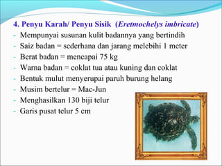 4. Penyu Karah/ Penyu Sisik (Eretmochelys imbricate) 
- Mempunyai susunan kulit badannya yang bertindih 
- Saiz badan = sederhana dan jarang melebihi 1 meter 
- Berat badan = mencapai 75 kg 
- Warna badan = coklat tua atau kuning dan coklat 
- Bentuk mulut menyerupai paruh burung helang 
- Musim bertelur = Mac-Jun 
- Menghasilkan 130 biji telur 
- Garis pusat telur 5 cm 
 