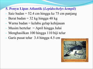 5. Penyu Lipas Atlantik (Lepidochelys kempii) 
- Saiz badan = 52.4 cm hingga ke 75 cm panjang 
- Berat badan = 32 kg hingga 48 kg 
- Warna badan = kelabu gelap kehijauan 
- Musim bertelur = April hingga Julai 
- Menghasilkan 100 hingga 110 biji telur 
- Garis pusat telur 3.4 hingga 4.5 cm 
 