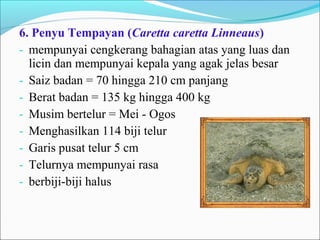 6. Penyu Tempayan (Caretta caretta Linneaus) 
- mempunyai cengkerang bahagian atas yang luas dan 
licin dan mempunyai kepala yang agak jelas besar 
- Saiz badan = 70 hingga 210 cm panjang 
- Berat badan = 135 kg hingga 400 kg 
- Musim bertelur = Mei - Ogos 
- Menghasilkan 114 biji telur 
- Garis pusat telur 5 cm 
- Telurnya mempunyai rasa 
- berbiji-biji halus 
 
