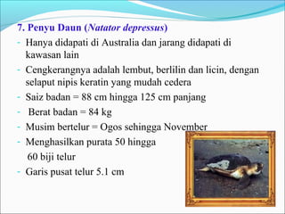 7. Penyu Daun (Natator depressus) 
- Hanya didapati di Australia dan jarang didapati di 
kawasan lain 
- Cengkerangnya adalah lembut, berlilin dan licin, dengan 
selaput nipis keratin yang mudah cedera 
- Saiz badan = 88 cm hingga 125 cm panjang 
- Berat badan = 84 kg 
- Musim bertelur = Ogos sehingga November 
- Menghasilkan purata 50 hingga 
60 biji telur 
- Garis pusat telur 5.1 cm 
 