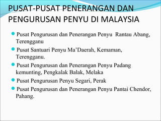 PUSAT-PUSAT PENERANGAN DAN 
PENGURUSAN PENYU DI MALAYSIA 
Pusat Pengurusan dan Penerangan Penyu Rantau Abang, 
Terengganu 
Pusat Santuari Penyu Ma’Daerah, Kemaman, 
Terengganu. 
Pusat Pengurusan dan Penerangan Penyu Padang 
kemunting, Pengkalak Balak, Melaka 
Pusat Pengurusan Penyu Segari, Perak 
Pusat Pengurusan dan Penerangan Penyu Pantai Chendor, 
Pahang. 
 