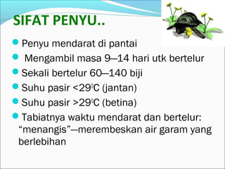 SIFAT PENYU.. 
Penyu mendarat di pantai 
 Mengambil masa 9─14 hari utk bertelur 
Sekali bertelur 60─140 biji 
Suhu pasir <290C (jantan) 
Suhu pasir >290C (betina) 
Tabiatnya waktu mendarat dan bertelur: 
“menangis”—merembeskan air garam yang 
berlebihan 
 
