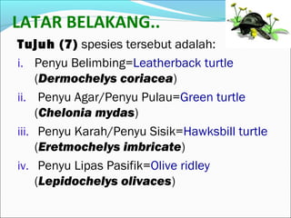 LATAR BELAKANG.. 
Tujuh (7) spesies tersebut adalah: 
i. Penyu Belimbing=Leatherback turtle 
(Dermochelys coriacea) 
ii. Penyu Agar/Penyu Pulau=Green turtle 
(Chelonia mydas) 
iii. Penyu Karah/Penyu Sisik=Hawksbill turtle 
(Eretmochelys imbricate) 
iv. Penyu Lipas Pasifik=Olive ridley 
(Lepidochelys olivaces) 
 