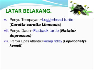 LATAR BELAKANG. 
v. Penyu Tempayan=Loggerhead turtle 
(Caretta caretta Linneaus) 
vii. Penyu Daun=Flatback turtle (Natator 
depressus) 
viii. Penyu Lipas Atlantik=Kemp ridley (Lepidochelys 
kempii) 
 