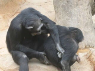 Zoo2012