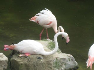 Zoo2012