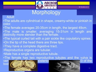 Mr Ibrahim A. G
Morphology
Adult:
•The adults are cylindrical in shape, creamy-white or pinkish in
color.
•The female averages 20-35cm in length, the largest 49cm.
•The male is smaller, averaging 15-31cm in length and
distinctly more slender than the female.
•The typical curled tail with a pair sickle like copulatory spines.
•On the tip of the head there are three lips.
•They have a complete digestive tract.
•Reproductive organs are tubular.
•Male has a single reproductive tubule.
•The female has two reproductive tubules and the vulva is
ventrally located at the posterior part of the anterior 1/3 of the
body.
11
 