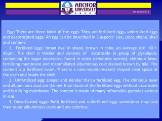 Mr Ibrahim A. G
Egg: There are three kinds of the eggs. They are fertilized eggs, unfertilized eggs
and decorticated eggs. An egg can be described in 5 aspects: size, color, shape, shell
and content.
1. Fertilized eggs: broad oval in shape, brown in color, an average size 60×
45µm. The shell is thicker and consists of ascaroside (a group of glycolipids,
containing the sugar ascarylose, found in some nematode worms), chitinous layer,
fertilizing membrane and mammillated albuminous coat stained brown by bile. The
content is a fertilized ovum. There is a new-moon(crescent) shaped clear space at
the each end inside the shell.
2. Unfertilized egg: Longer and slender than a fertilized egg. The chitinous layer
and albuminous coat are thinner than those of the fertilized eggs without ascaroside
and fertilizing membrane. The content is made of many refractable granules various
in size.
3. Decorticated eggs: Both fertilized and unfertilized eggs sometimes may lack
their outer albuminous coats and are colorless.
12
 