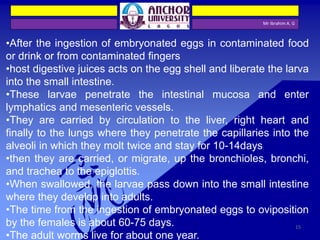Mr Ibrahim A. G
•After the ingestion of embryonated eggs in contaminated food
or drink or from contaminated fingers
•host digestive juices acts on the egg shell and liberate the larva
into the small intestine.
•These larvae penetrate the intestinal mucosa and enter
lymphatics and mesenteric vessels.
•They are carried by circulation to the liver, right heart and
finally to the lungs where they penetrate the capillaries into the
alveoli in which they molt twice and stay for 10-14days
•then they are carried, or migrate, up the bronchioles, bronchi,
and trachea to the epiglottis.
•When swallowed, the larvae pass down into the small intestine
where they develop into adults.
•The time from the ingestion of embryonated eggs to oviposition
by the females is about 60-75 days.
•The adult worms live for about one year.
15
 