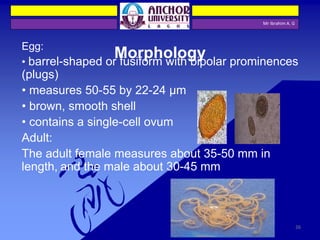 Egg:
• barrel-shaped or fusiform with bipolar prominences
(plugs)
• measures 50-55 by 22-24 µm
• brown, smooth shell
• contains a single-cell ovum
Adult:
The adult female measures about 35-50 mm in
length, and the male about 30-45 mm
Mr Ibrahim A. G
Morphology
26
 