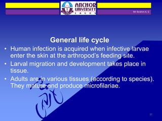 Mr Ibrahim A. G
General life cycle
• Human infection is acquired when infective larvae
enter the skin at the arthropod’s feeding site.
• Larval migration and development takes place in
tissue.
• Adults are in various tissues (according to species).
They mature and produce microfilariae.
37
 