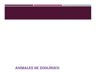 ANIMALES DE ZOOLÓGICO
 