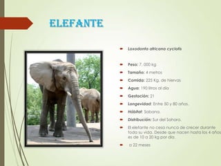 ELEFANTE
 Loxodonta africana cyclotis
 Peso: 7, 000 kg
 Tamaño: 4 metros
 Comida: 225 Kg. de hiervas
 Agua: 190 litros al día
 Gestación: 21
 Longevidad: Entre 50 y 80 años.
 Hábitat: Sabana.
 Distribución: Sur del Sahara.
 El elefante no cesa nunca de crecer durante
toda su vida. Desde que nacen hasta los 4 años
es de 10 a 20 kg por día.
 a 22 meses
 