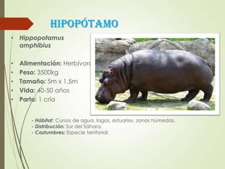 HIPOPÓTAMO
• Hippopotamus
amphibius
• Alimentación: Herbívoro
• Peso: 3500kg
• Tamaño: 5m x 1.5m
• Vida: 40-50 años
• Parto: 1 cría
- Hábitat: Cursos de agua, lagos, estuarios, zonas húmedas.
- Distribución: Sur del Sáhara.
- Costumbres: Especie territorial.
 