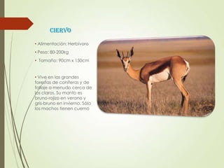 CIERVO
• Alimentación: Herbívoro
• Peso: 80-200kg
• Tamaño: 90cm x 150cm
• Vive en las grandes
forestas de coníferas y de
follaje a menudo cerca de
los claros. Su manto es
bruno-rojizo en verano y
gris-bruno en invierno. Sólo
los machos tienen cuerno
 