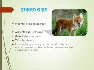 Zorro Gris
 Urocyon cinereoargenteus
 Alimentación: Carnívoro
 Crías: 3-5 por camada
 Vida: 14-16 años
 Es animal muy astuto y muy activo durante la
noche, aunque también se le ve, aunque en raras
ocasiones en el día.
 