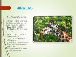 Jirafas
• Giraffa camelopardalis
• Alimentación: Herbívoro
(prefiere las hojas de un
árbol llamado: Acacia)
• Peso: 1100 – 2000kg
• Gestación: 14-15 meses
•En su cabeza las jirafas
tienen cuernos, la
cantidad depende de la
subespecie.
• La jirafa es un animal que
no es territorial y vive en
grupos de
aproximadamente entre
15 y 20 individuos
 
