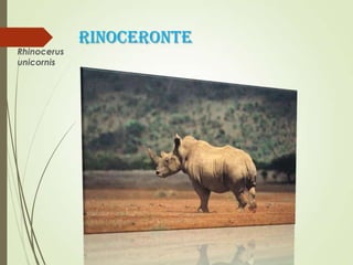 RINOCERONTE
Rhinocerus
unicornis
 