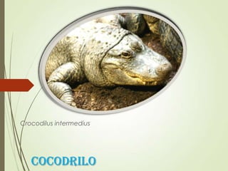 cOCODRILO
Crocodilus intermedius
 