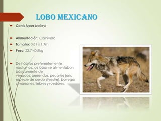 LOBO MEXICANO
 Canis lupus baileyi
 Alimentación: Carnívoro
 Tamaño: 0.81 x 1.7m
 Peso: 22.7-40.8kg
 De hábitos preferentemente
nocturnos, los lobos se alimentaban
básicamente de
venados, berrendos, pecaríes (una
especie de cerdo silvestre), borregos
cimarrones, liebres y roedores.
 