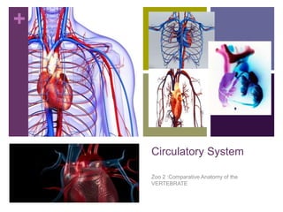 +
Circulatory System
Zoo 2 :Comparative Anatomy of the
VERTEBRATE
 