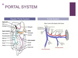 +
PORTAL SYSTEM
Hepatic Portal System Portal System
 