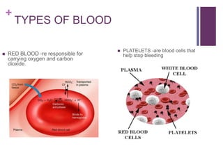+
TYPES OF BLOOD
 RED BLOOD -re responsible for
carrying oxygen and carbon
dioxide.
 PLATELETS -are blood cells that
help stop bleeding
 
