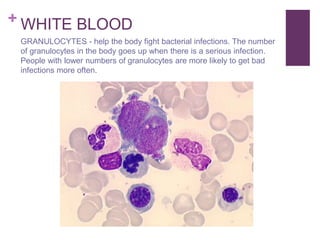+ WHITE BLOOD
GRANULOCYTES - help the body fight bacterial infections. The number
of granulocytes in the body goes up when there is a serious infection.
People with lower numbers of granulocytes are more likely to get bad
infections more often.
 