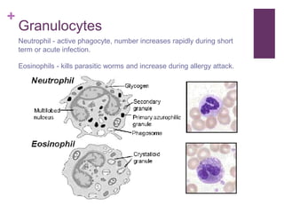 +
Granulocytes
Neutrophil - active phagocyte, number increases rapidly during short
term or acute infection.
Eosinophils - kills parasitic worms and increase during allergy attack.
 