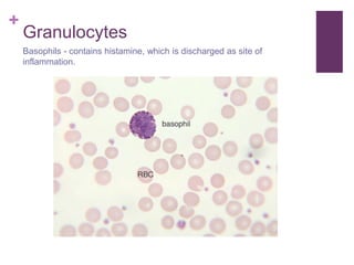 +
Granulocytes
Basophils - contains histamine, which is discharged as site of
inflammation.
 