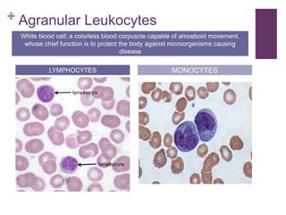+ Agranular Leukocytes
LYMPHOCYTES MONOCYTES
White blood cell; a colorless blood corpuscle capable of amoeboid movement,
whose chief function is to protect the body against microorganisms causing
disease
 