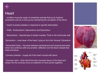 +
Heart
-- a hollow muscular organ of vertebrate animals that by its rhythmic
contraction acts as a force pump maintaining the circulation of the blood
-- hearts muscles pulsates in response to specific electrolytes
-- Walls : Endocardium, Myocardium and Epicardium
-- Myocardium – Special type of striate muscles; Thick in the ventricular wall
-Epicardium – outer layer of the heart; Lying on its is the Visceral Epicadium
-Pericardial Cavity – the pace between pariental and and visceral pericardia
which are continous with one another, reflected over the blood vessels that
enter and leave.
-Coronary arteries – supply all of the heart muscle with blood
-Coronary veins - drain blood from the muscular tissue of the heart and
empty into the coronary sinus (a collection of veins joined together)
 