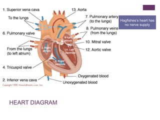 +
HEART DIAGRAM
Hagfishes’s heart has
no nerve supply
 