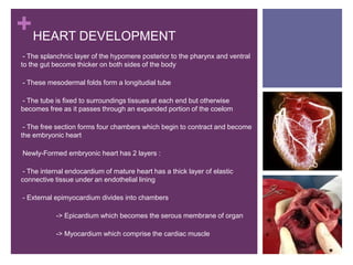 +HEART DEVELOPMENT
-- The splanchnic layer of the hypomere posterior to the pharynx and ventral
to the gut become thicker on both sides of the body
-- These mesodermal folds form a longitudial tube
-- The tube is fixed to surroundings tissues at each end but otherwise
becomes free as it passes through an expanded portion of the coelom
-- The free section forms four chambers which begin to contract and become
the embryonic heart
-Newly-Formed embryonic heart has 2 layers :
-- The internal endocardium of mature heart has a thick layer of elastic
connective tissue under an endothelial lining
-- External epimyocardium divides into chambers
- -> Epicardium which becomes the serous membrane of organ
- -> Myocardium which comprise the cardiac muscle
-
 