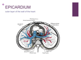 +
EPICARDIUM
outer layer of the wall of the heart
 