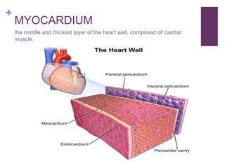 +
MYOCARDIUM
the middle and thickest layer of the heart wall, composed of cardiac
muscle.
 