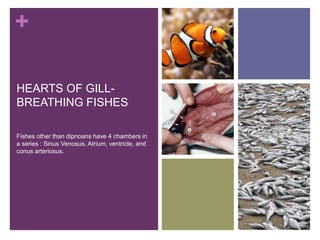 +
HEARTS OF GILL-
BREATHING FISHES
Fishes other than dipnoans have 4 chambers in
a series : Sinus Venosus, Atrium, ventricle, and
conus arteriosus.
 
